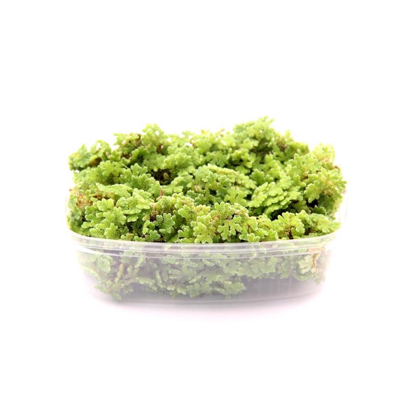 Planta plutitoare Azolla filiculoides Dennerle Plants - imagine 4